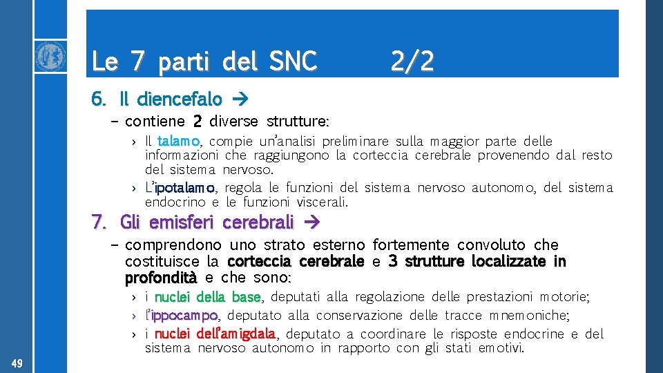 Le 7 parti del SNC 2/2 6. Il diencefalo – contiene 2 diverse strutture: