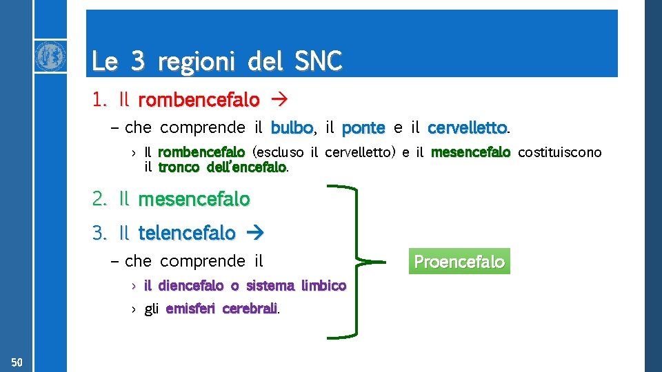 Le 3 regioni del SNC 1. Il rombencefalo – che comprende il bulbo, bulbo