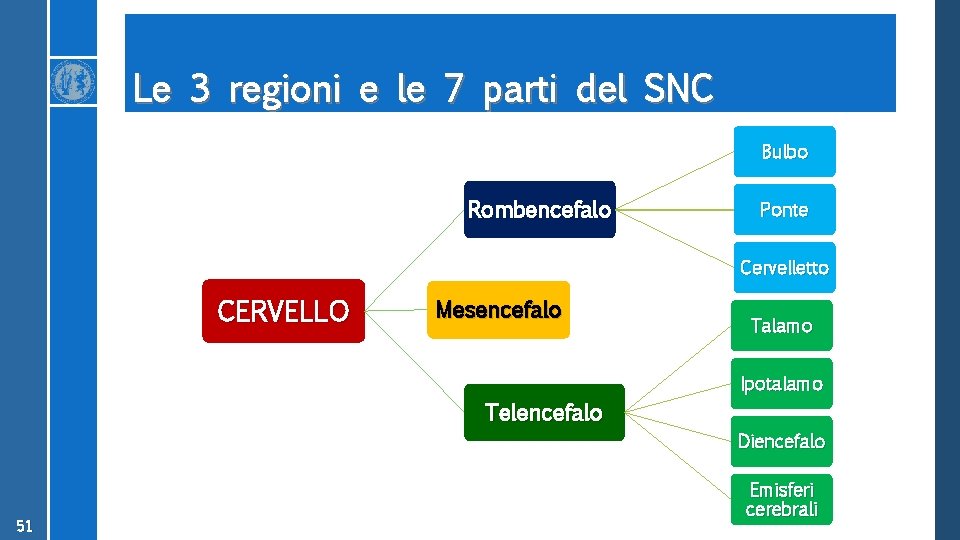 Le 3 regioni e le 7 parti del SNC Bulbo Rombencefalo Ponte Cervelletto CERVELLO