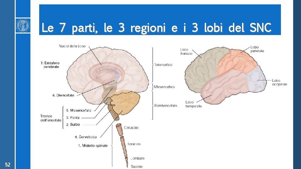Le 7 parti, le 3 regioni e i 3 lobi del SNC 52 