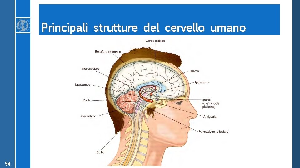 Principali strutture del cervello umano 54 