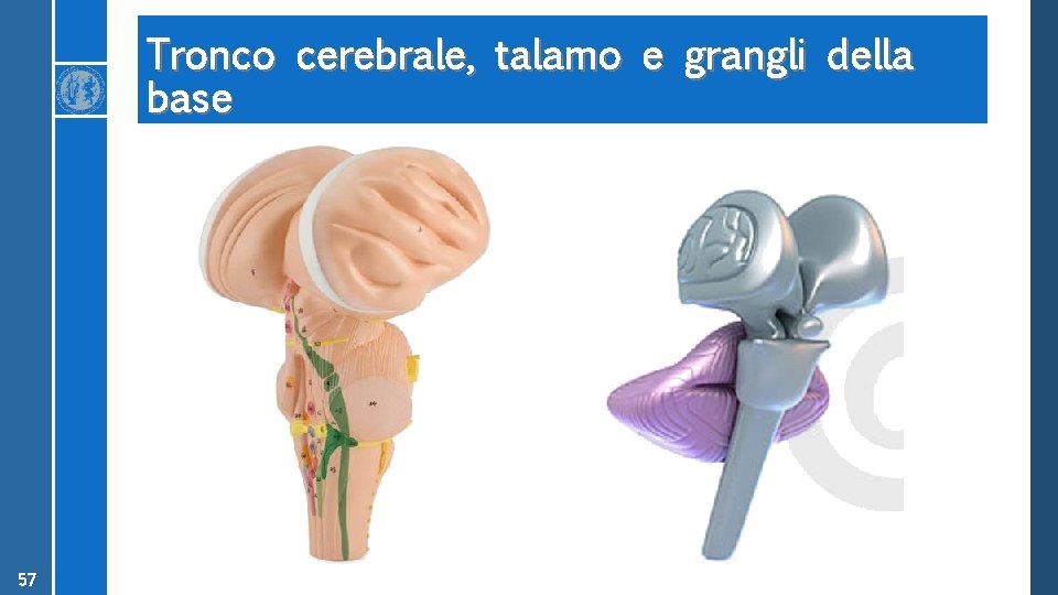 Tronco cerebrale, talamo e grangli della base 57 