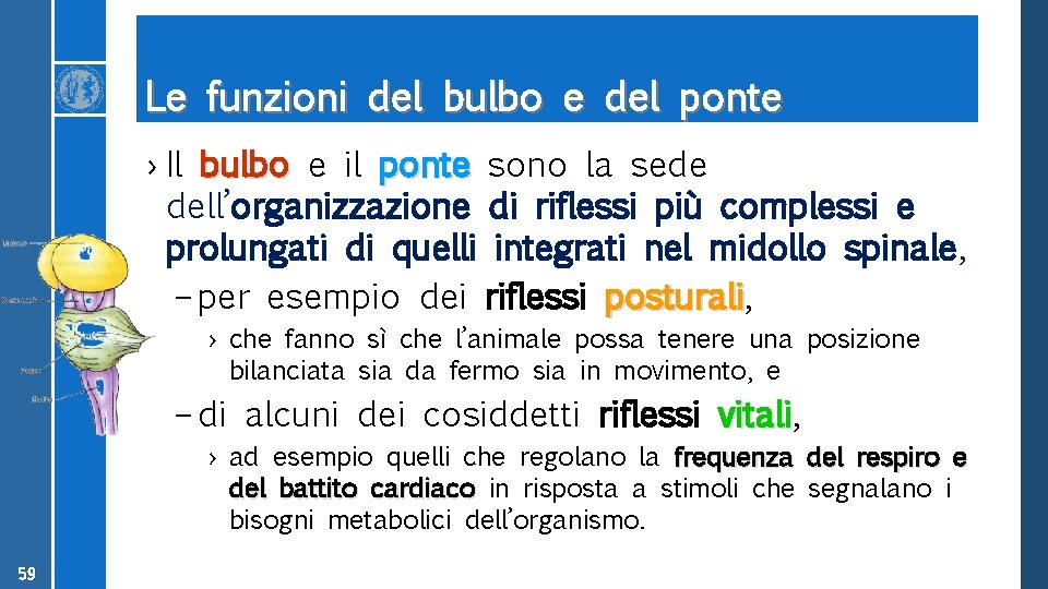 Le funzioni del bulbo e del ponte › Il bulbo e il ponte sono