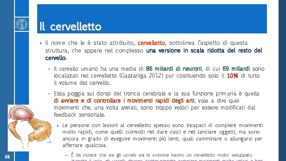 Il cervelletto › Il nome che le è stato attribuito, cervelletto sottolinea l’aspetto di