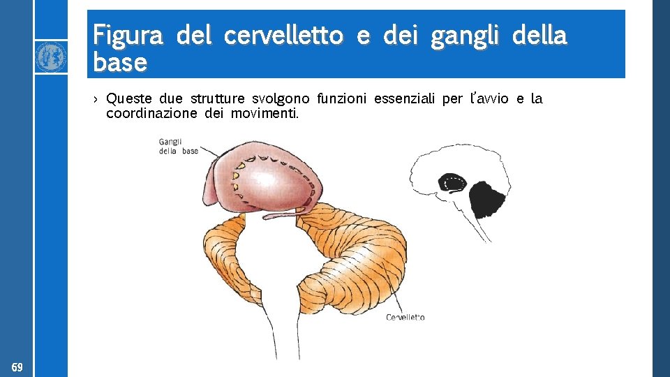 Figura del cervelletto e dei gangli della base › Queste due strutture svolgono funzioni