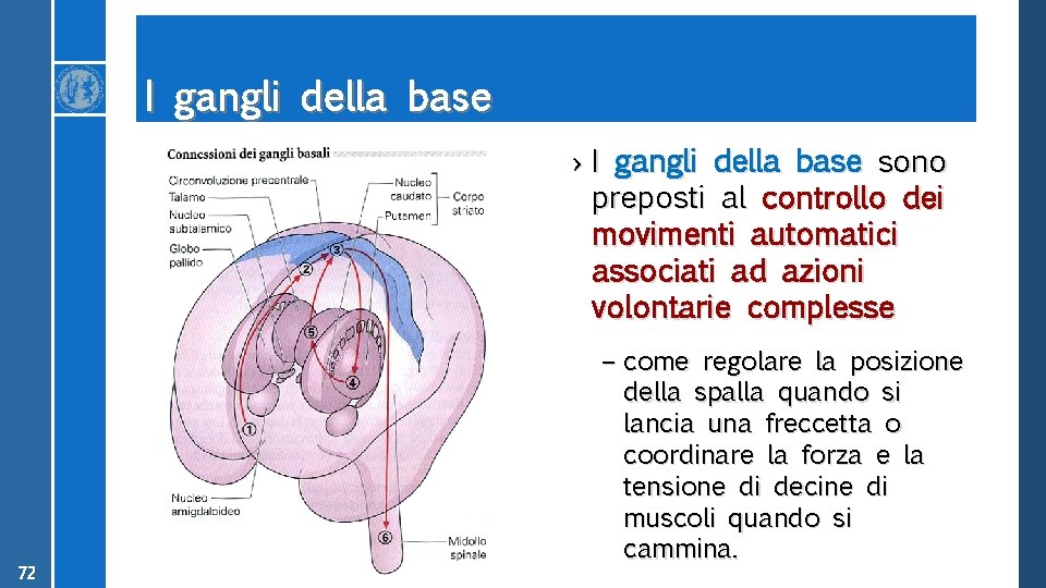 I gangli della base › I gangli della base sono preposti al controllo dei