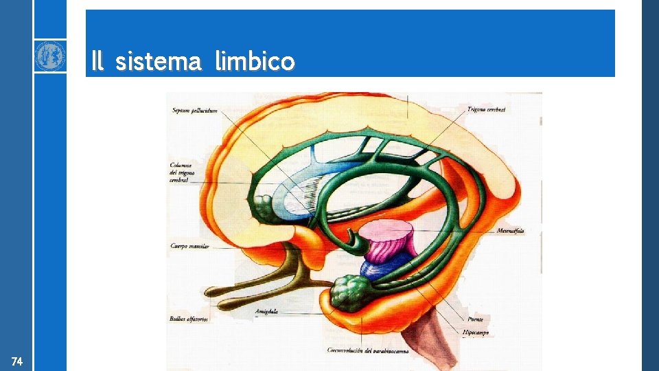 Il sistema limbico 74 