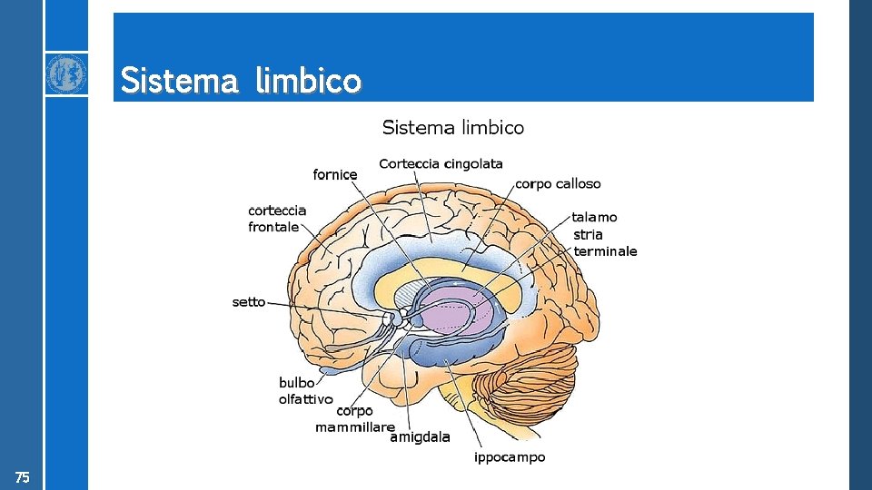 Sistema limbico 75 