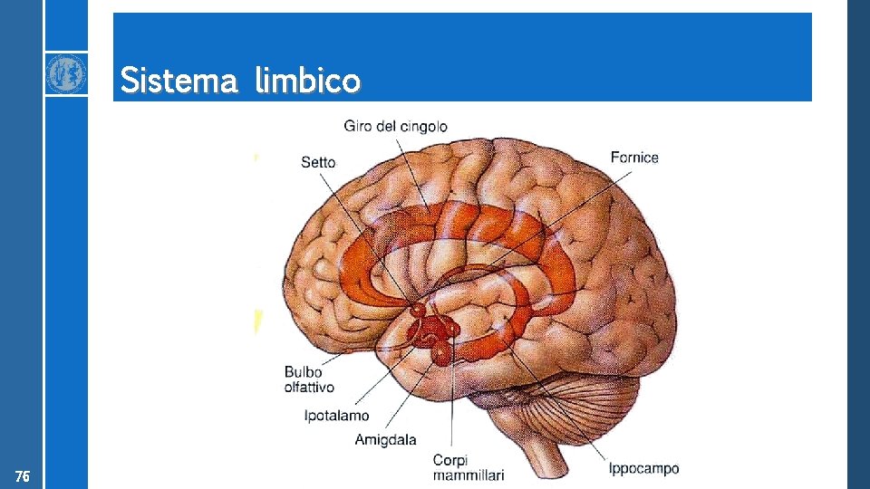 Sistema limbico 76 