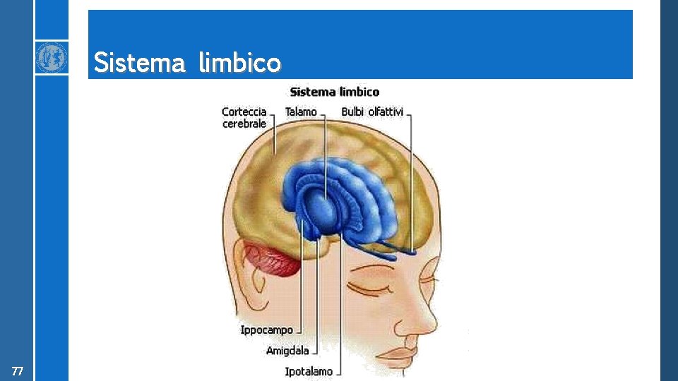 Sistema limbico 77 