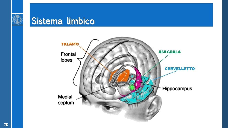 Sistema limbico 78 