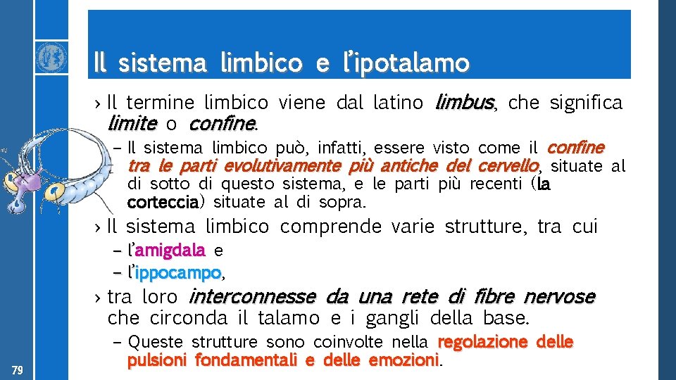 Il sistema limbico e l’ipotalamo › Il termine limbico viene dal latino limbus, che