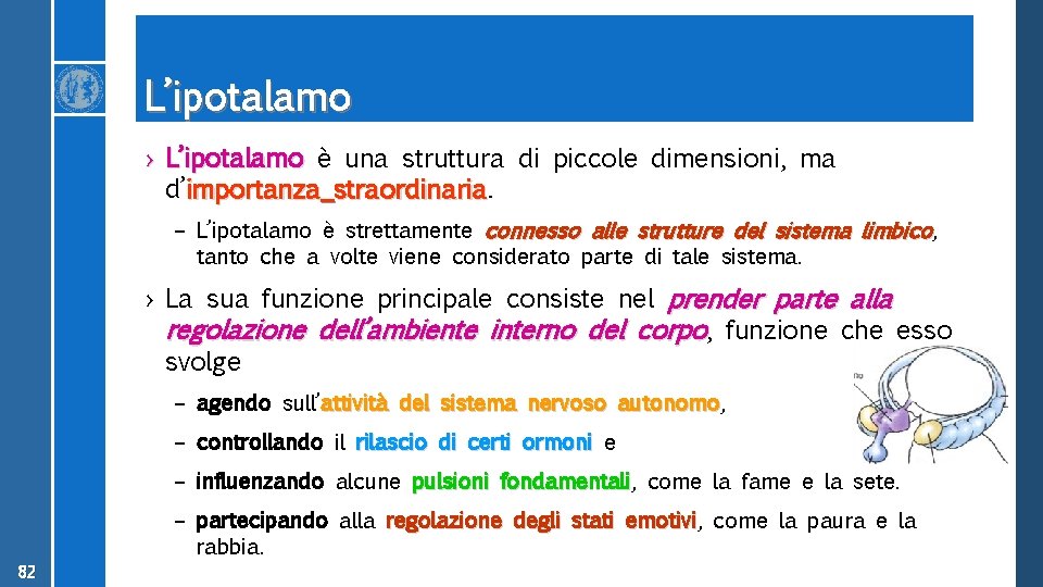 L’ipotalamo › L’ipotalamo è una struttura di piccole dimensioni, ma d’importanza straordinaria – L’ipotalamo