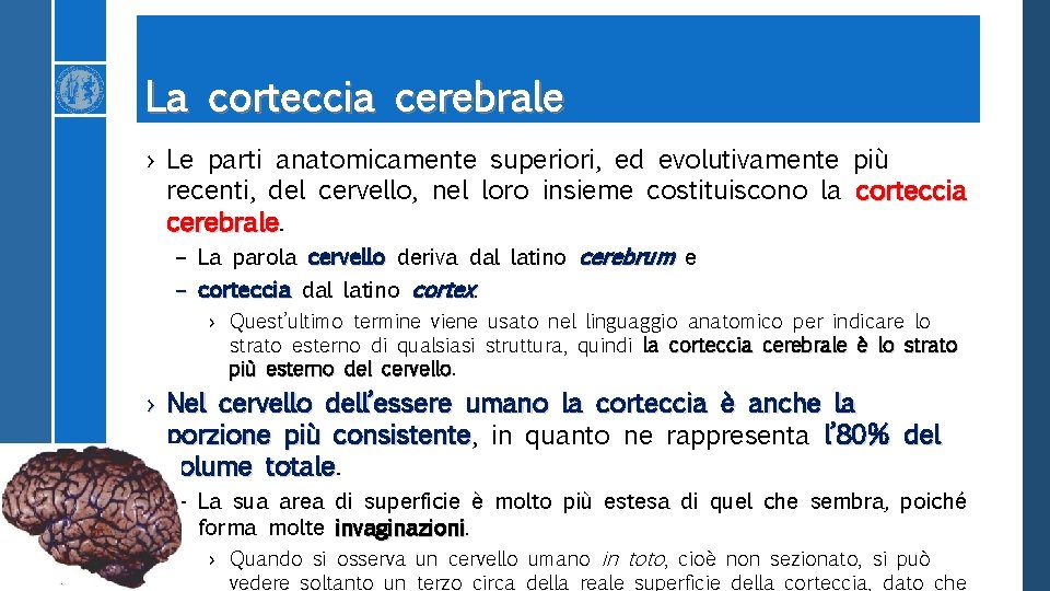 La corteccia cerebrale › Le parti anatomicamente superiori, ed evolutivamente più recenti, del cervello,