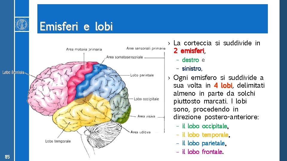 Emisferi e lobi › La corteccia si suddivide in 2 emisferi, emisferi – destro