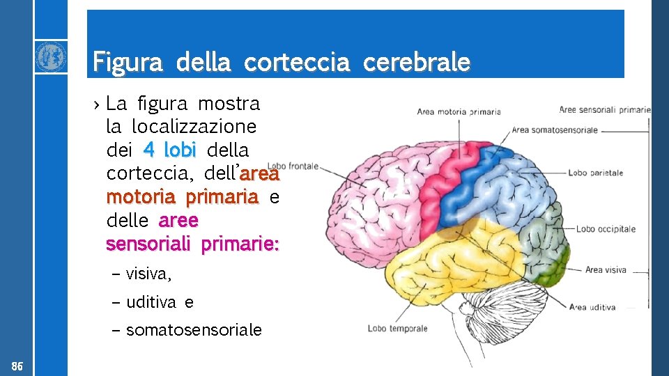 Figura della corteccia cerebrale › La figura mostra la localizzazione dei 4 lobi della