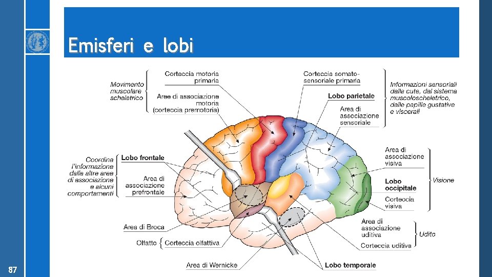 Emisferi e lobi 87 