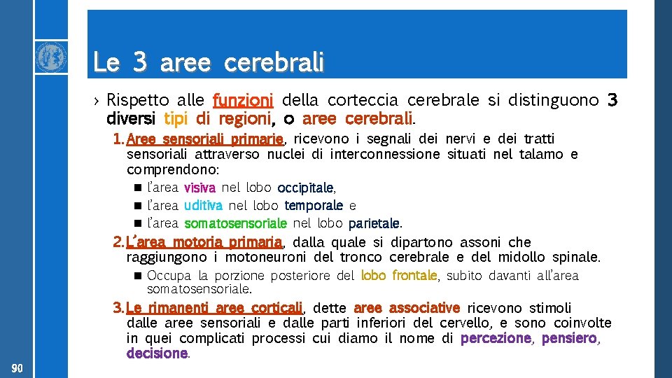 Le 3 aree cerebrali › Rispetto alle funzioni della corteccia cerebrale si distinguono 3