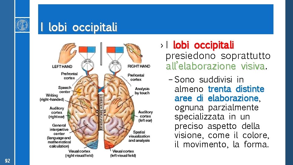 I lobi occipitali › I lobi occipitali presiedono soprattutto all’elaborazione visiva – Sono suddivisi