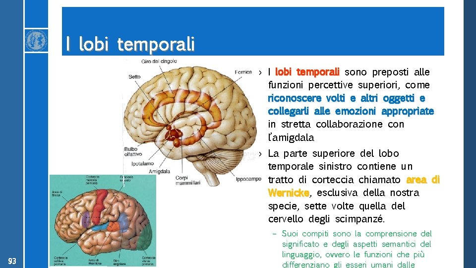 I lobi temporali › I lobi temporali sono preposti alle funzioni percettive superiori, come