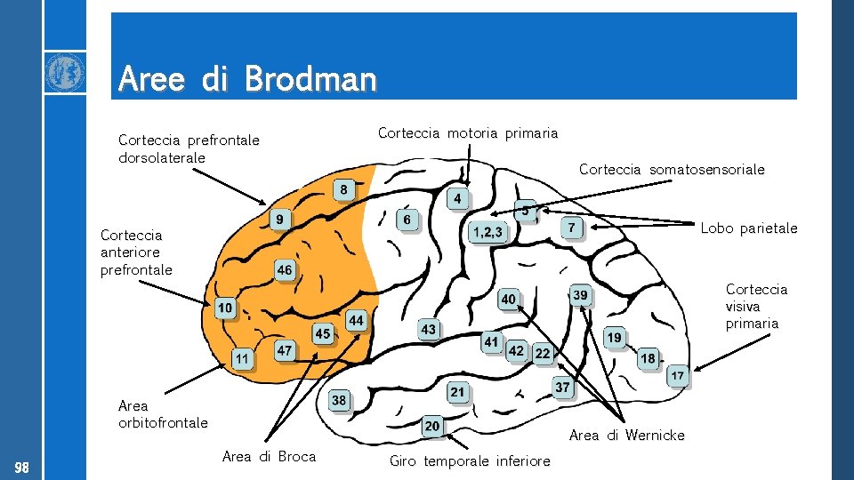 Aree di Brodman Corteccia prefrontale dorsolaterale Corteccia motoria primaria Corteccia somatosensoriale Lobo parietale Corteccia