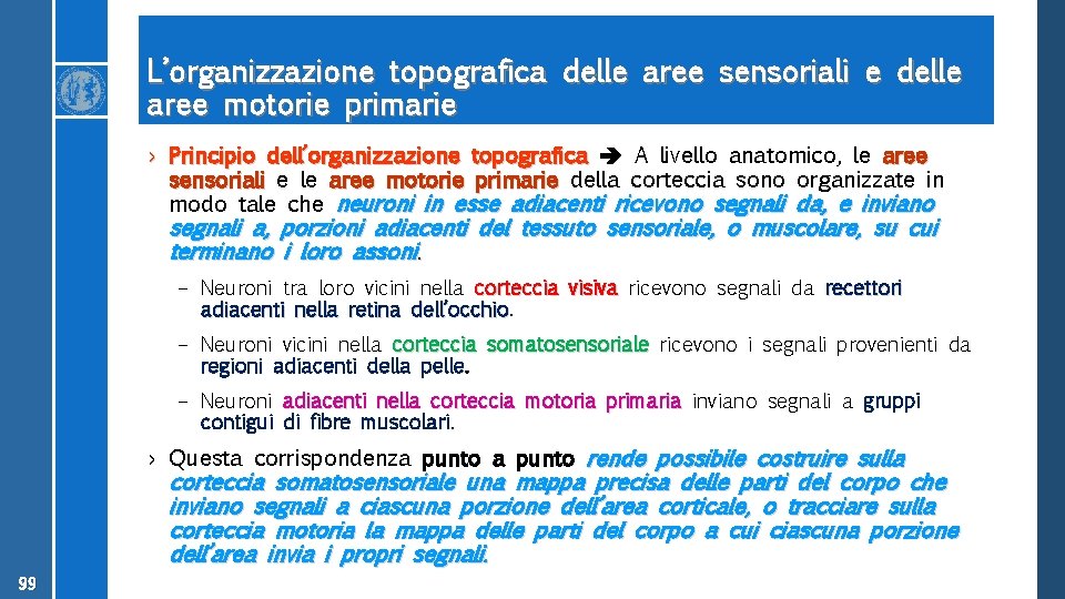 L’organizzazione topografica delle aree sensoriali e delle aree motorie primarie › Principio dell’organizzazione topografica