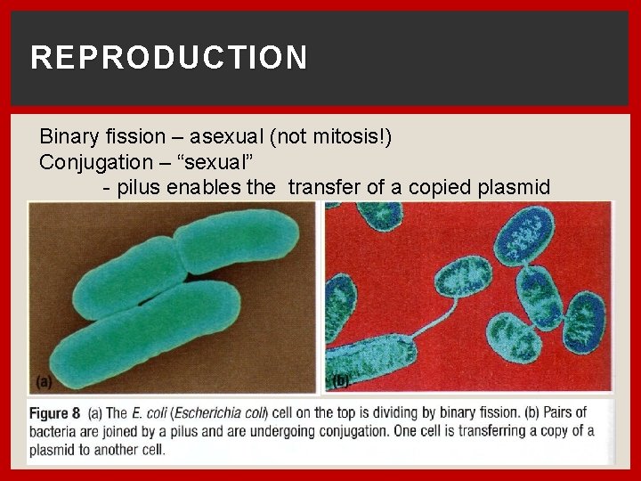 REPRODUCTION Binary fission – asexual (not mitosis!) Conjugation – “sexual” - pilus enables the