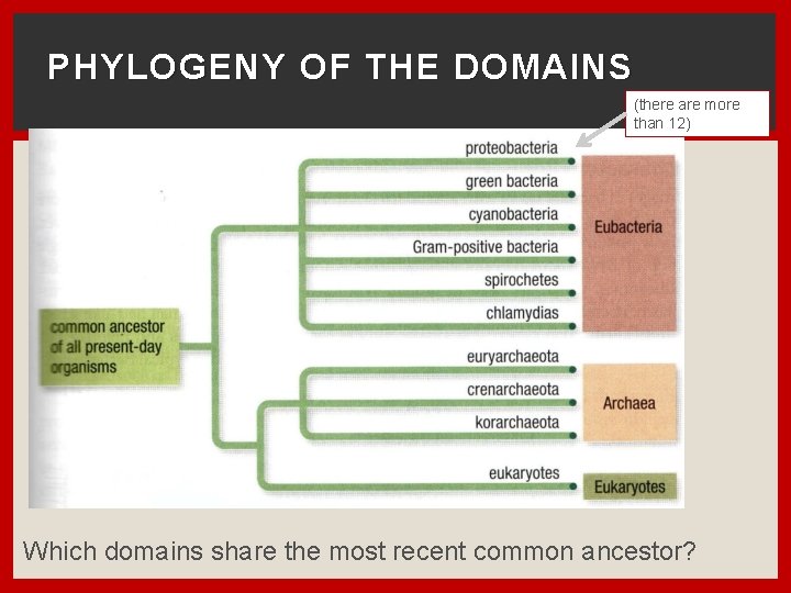 PHYLOGENY OF THE DOMAINS (there are more than 12) Which domains share the most