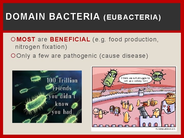 DOMAIN BACTERIA (EUBACTERIA) MOST are BENEFICIAL (e. g. food production, nitrogen fixation) Only a