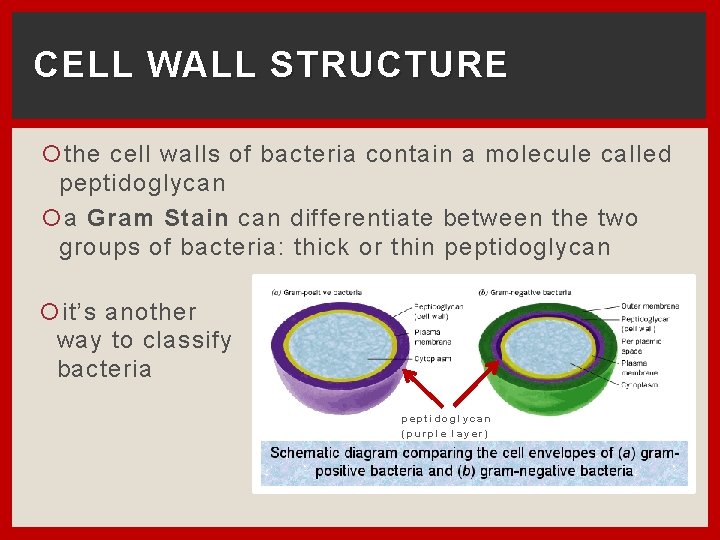 CELL WALL STRUCTURE the cell walls of bacteria contain a molecule called peptidoglycan a