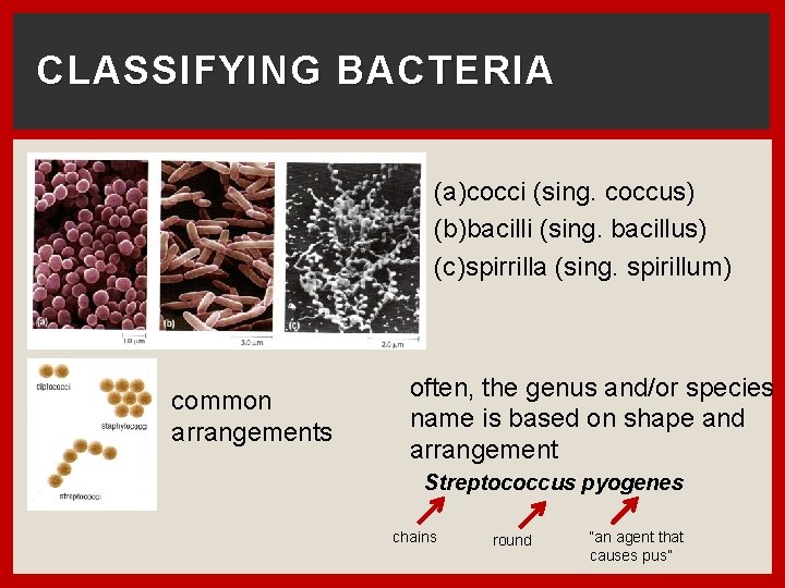CLASSIFYING BACTERIA (a)cocci (sing. coccus) (b)bacilli (sing. bacillus) (c)spirrilla (sing. spirillum) common arrangements often,