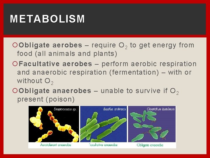 METABOLISM Obligate aerobes – require O 2 to get energy from food (all animals