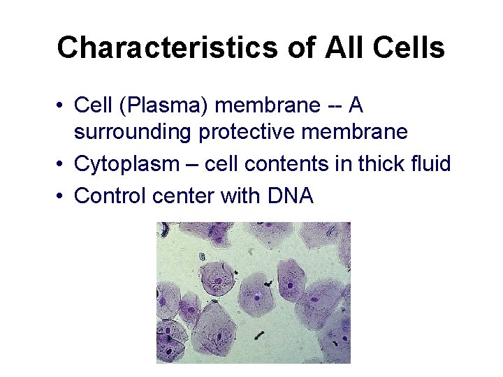 Characteristics of All Cells • Cell (Plasma) membrane -- A surrounding protective membrane •