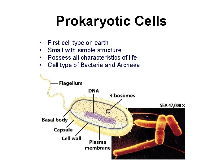 Prokaryotic Cells • • First cell type on earth Small with simple structure Possess