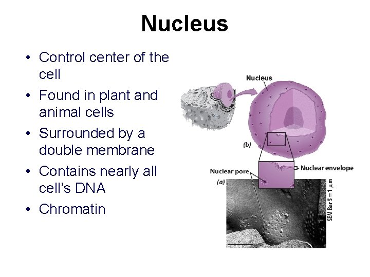 Nucleus • Control center of the cell • Found in plant and animal cells