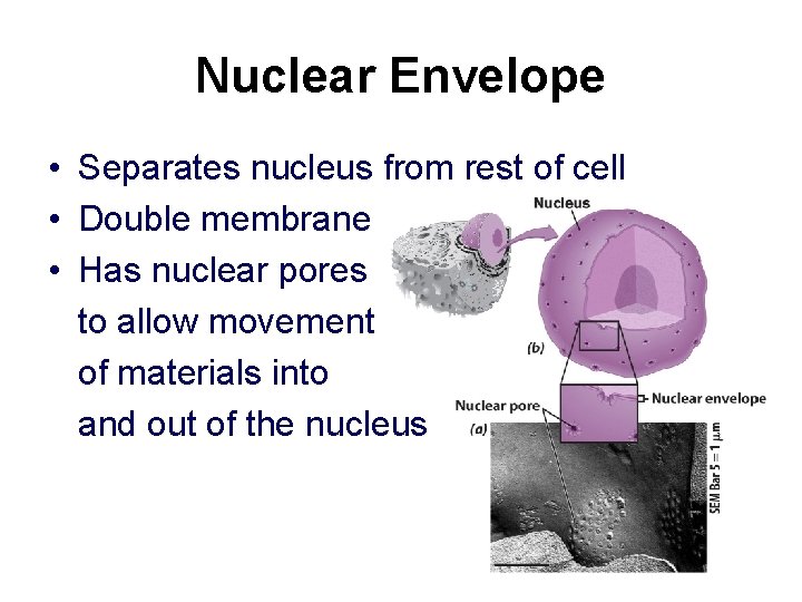 Nuclear Envelope • Separates nucleus from rest of cell • Double membrane • Has