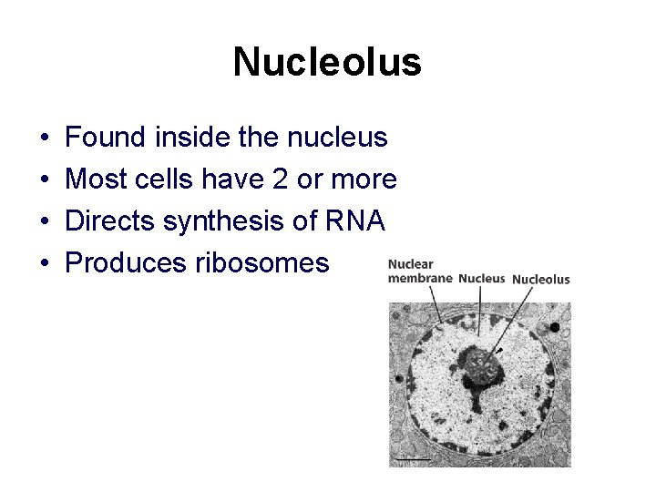 Nucleolus • • Found inside the nucleus Most cells have 2 or more Directs