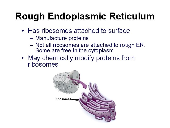 Rough Endoplasmic Reticulum • Has ribosomes attached to surface – Manufacture proteins – Not