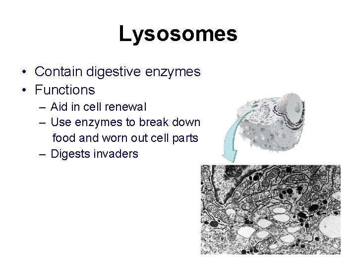 Lysosomes • Contain digestive enzymes • Functions – Aid in cell renewal – Use
