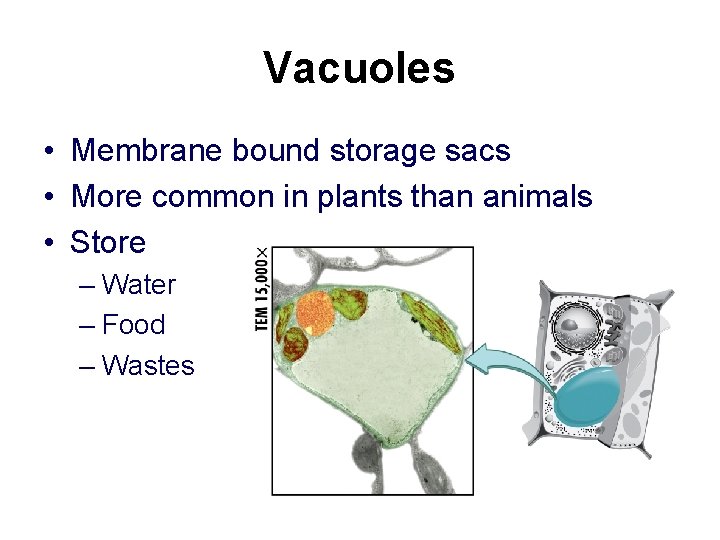Vacuoles • Membrane bound storage sacs • More common in plants than animals •