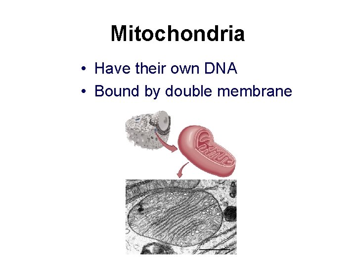 Mitochondria • Have their own DNA • Bound by double membrane 