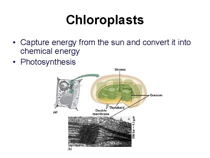 Chloroplasts • Capture energy from the sun and convert it into chemical energy •
