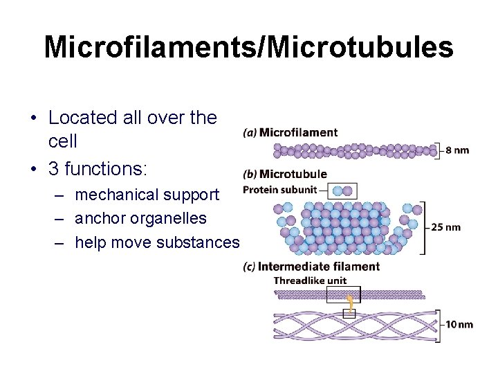 Microfilaments/Microtubules • Located all over the cell • 3 functions: – mechanical support –