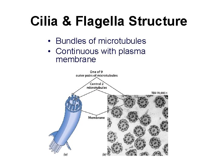 Cilia & Flagella Structure • Bundles of microtubules • Continuous with plasma membrane 