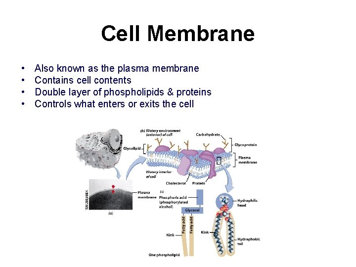 Cell Membrane • • Also known as the plasma membrane Contains cell contents Double