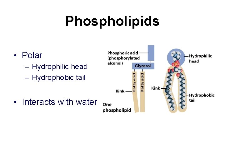 Phospholipids • Polar – Hydrophilic head – Hydrophobic tail • Interacts with water 