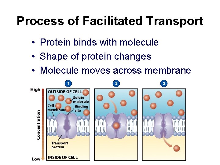Process of Facilitated Transport • Protein binds with molecule • Shape of protein changes