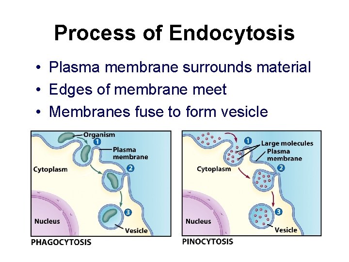 Process of Endocytosis • Plasma membrane surrounds material • Edges of membrane meet •