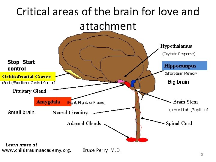 Critical areas of the brain for love and attachment Hypothalamus (Oxytocin Response) Stop Start