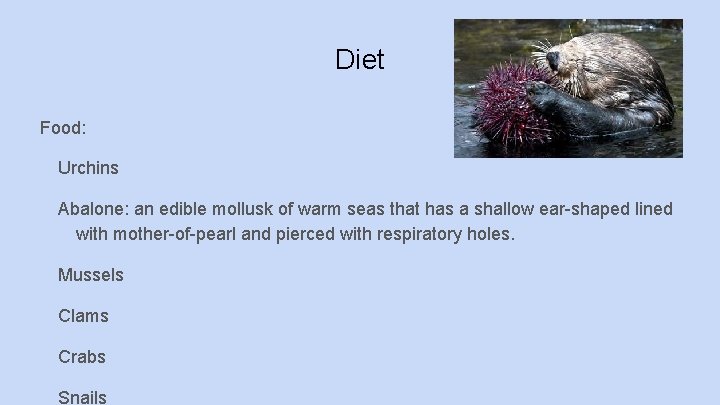 Diet Food: Urchins Abalone: an edible mollusk of warm seas that has a shallow